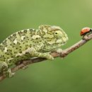 카멜레온 이미지