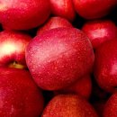 경천농원 | 문경 감홍사과 제철 수확시기 특징 가격 선물용 추천 제품