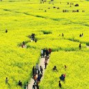 낙동강관리본부 대저생태공원 6 이미지