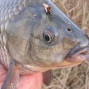 교동멧돼지 이미지