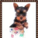 말티네 집 이미지