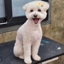 까끌레멍 이미지