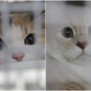 승전축산 이미지