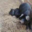 현대양돈 이미지