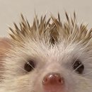 고슴도치한의원 이미지