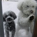 명지 수동물병원 이미지