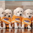 옹기종기 이미지