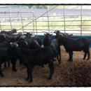 마이산 흑염소 농장 이미지