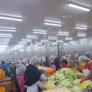 대전교구사회복지국 김장김치나눔 이미지