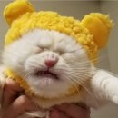 사대부찜닭 이미지