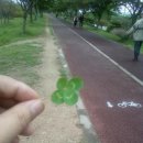 FOUR LEAFED CLOVER 이미지