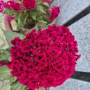 The Wallflowers / One Headlight 이미지