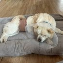 완도동물병원 이미지