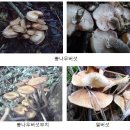 식용되고 있는 야생버섯 종류 이미지