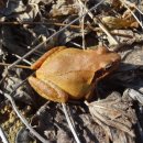 황금개구리 이미지