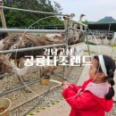 (주)타조 | 경남 고성 놀거리 아이랑 가볼만한 곳 공룡타조랜드 솔직후기