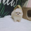 강아지분양 더펫 티스토리