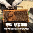 수만농장 | 평택 양봉체험 온택 Bee Plenty 6살 아이랑 후기