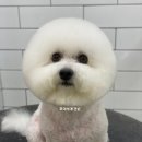 호야네애견샵 이미지