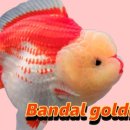반달샵