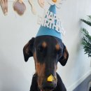 어뮤즈퍼피 이미지