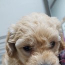 센스펫(노은점) 이미지