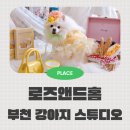 앤드키친 | 애견동반 가능한 부천 셀프 스튜디오 로즈앤드홈에서 강아지 촬영 후기