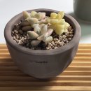 살구미농장 이미지