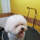 스타애견미용 이미지