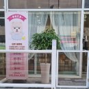 마실오개 | [세종/소담동/애견미용] 마실오개