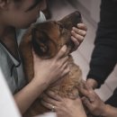 더힐동물의료센터 이미지