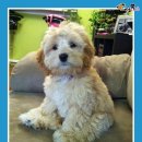 털찐강아지 이미지