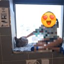 집사의하루 노원점 | 귀여운고양이 대방출! 고양이카페 집사의하루 혜화점 노원점 둘다감