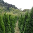 여주-0091 이미지