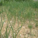 홍산마늘 통마늘 종구 판매 이미지