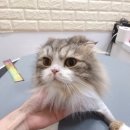라라캣 이미지