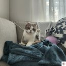 효돈로 | 제주 서귀포 꼬마김밥 맛집 분식씨 | 차에서 먹기 딱 좋은 간편 한 끼 후기