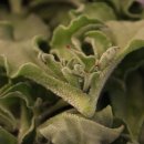 엄마농장 이미지