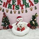 486독스쿨 이미지