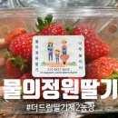 제2문호농장 | 남양주 딸기체험 더드림 물의정원 내돈내산 후기 | 놀이형 체험 제2농장