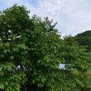 은행리낚시터 이미지