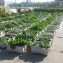 금옥초등학교 이미지