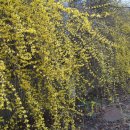 개나리길 이미지