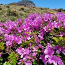 한라산 선작지왓 이미지