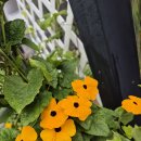 오늘, 정원 이미지