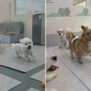 옐레드 애견유치원 & 애견호텔 광명점 이미지