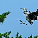 내님이 나라 이미지