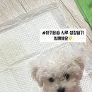 뽀송뽀송 강아지미용실 네이버블로그