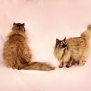 이층집고양이 이미지