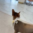 미용하냥 이미지